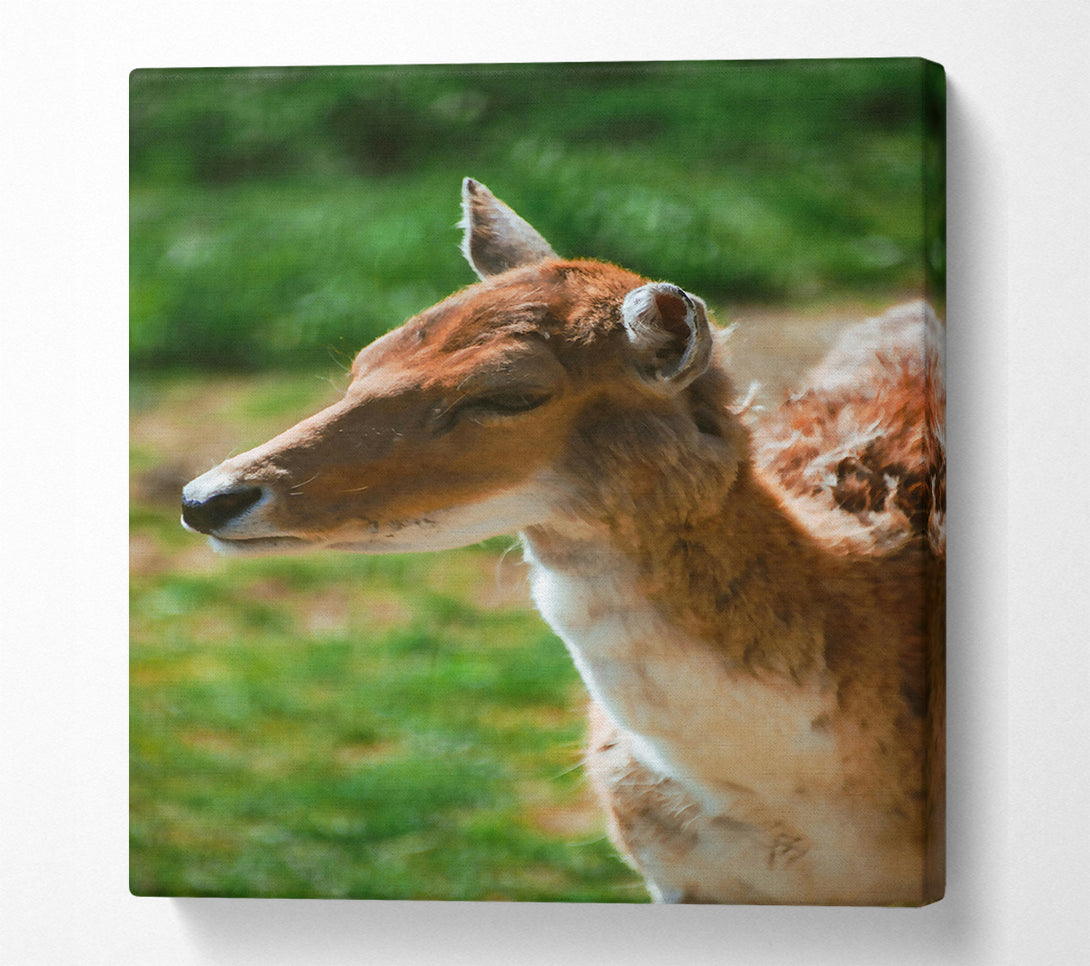 A Canvas Print of Golden Fawn Portrait Canvas Print