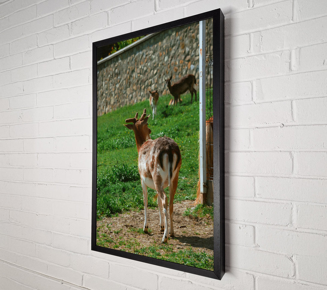  A Canvas Print of Brown Fawn And Fence Canvas Wall Art