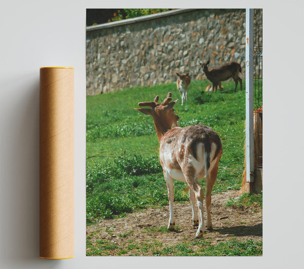 Brown Fawn And Fence Print