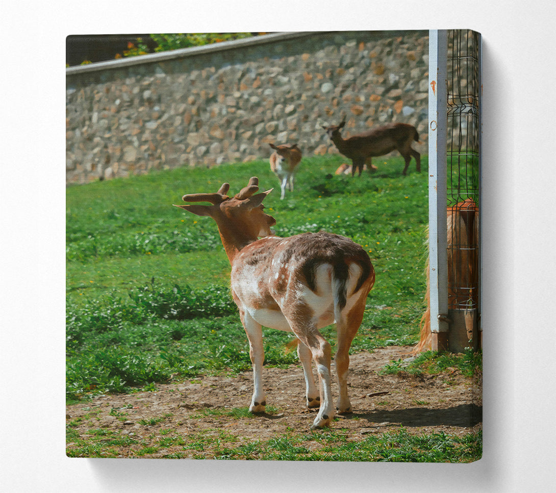  A Canvas Print of Brown Fawn And Fence Canvas Wall Art