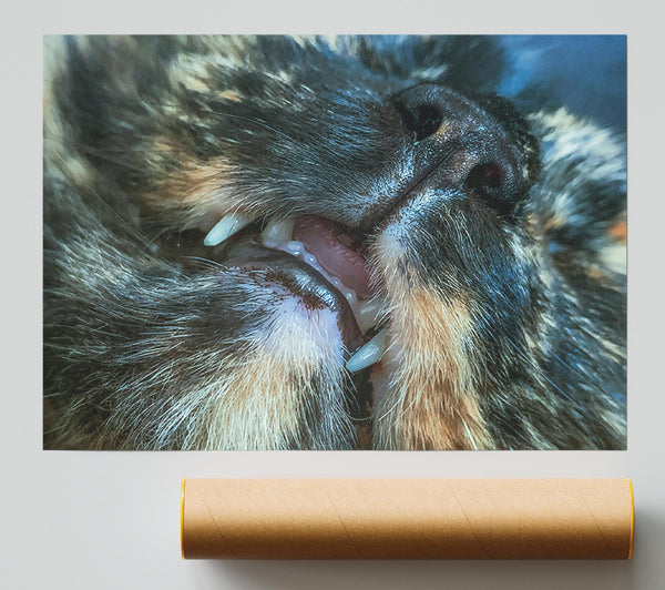 Black And White Fangs Giclee Print