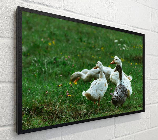 White Ducks In Green Grass