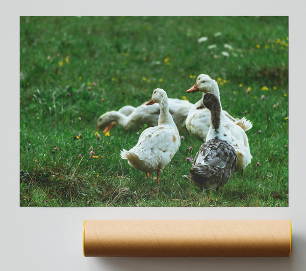 White Ducks In Green Grass Poster