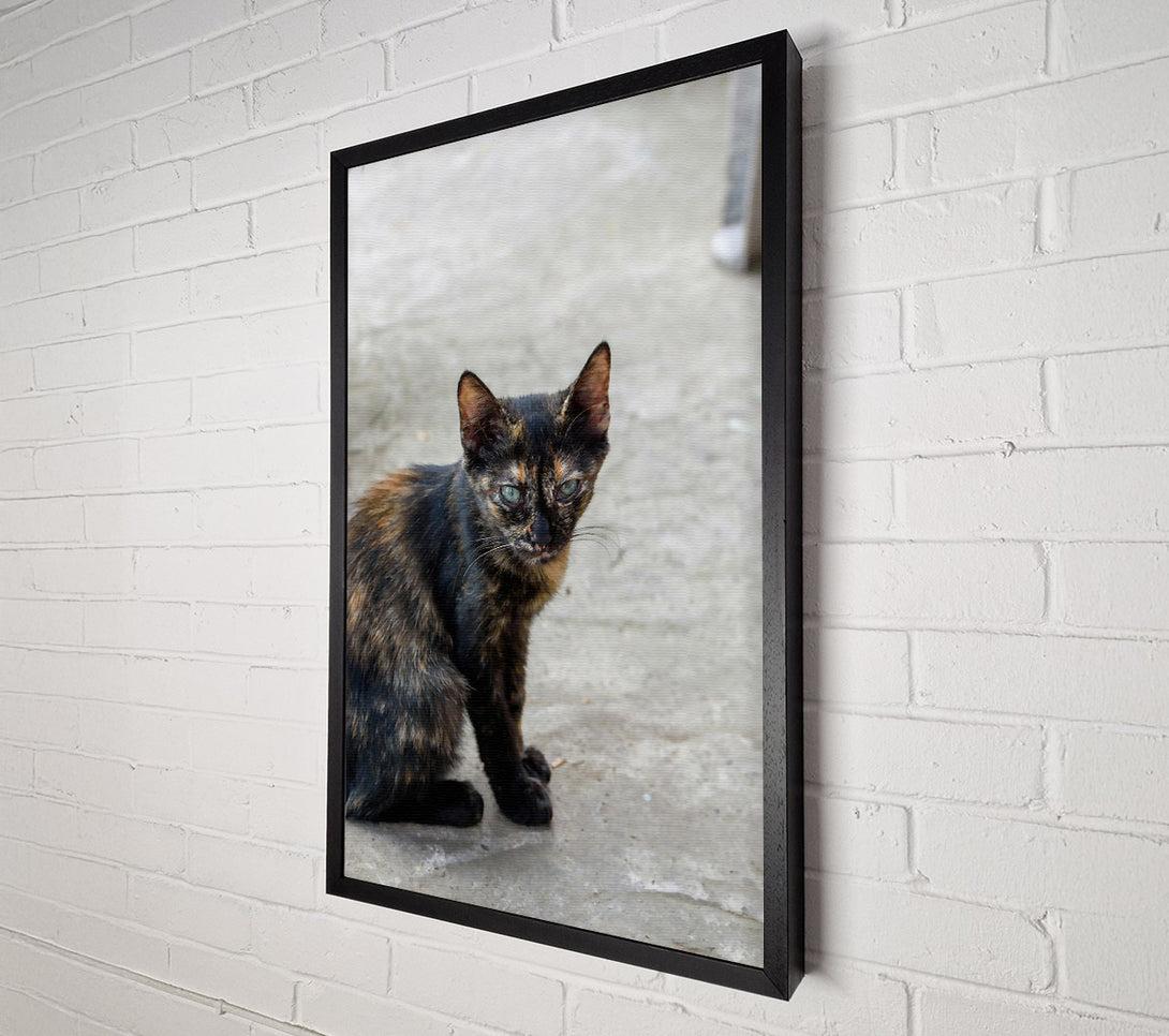  A Canvas Print of Black & Orange Feline Gaze Canvas Print