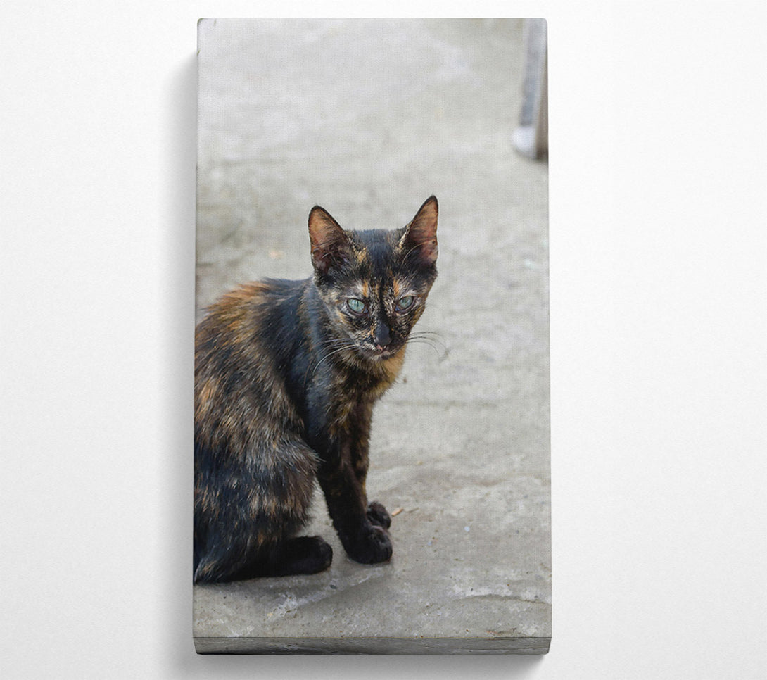  A Canvas Print of Black & Orange Feline Gaze Canvas Print