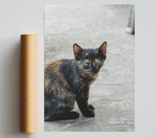 Black & Orange Feline Gaze Giclee Print