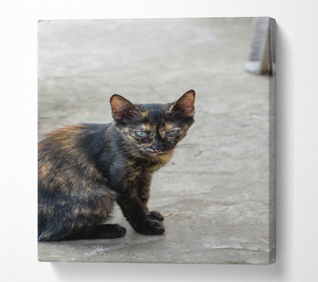  A Canvas Print of Black & Orange Feline Gaze Canvas Print