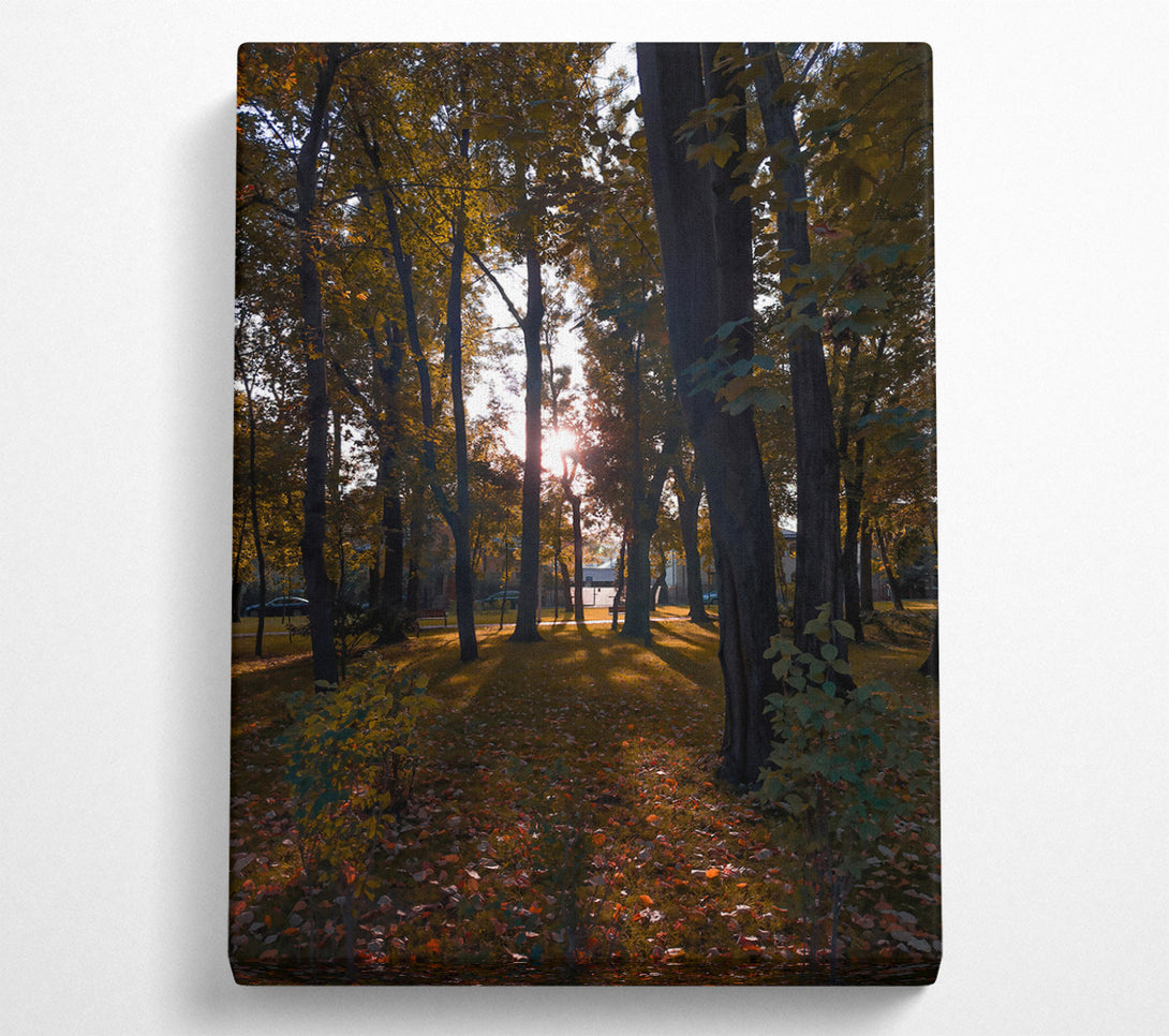  A Canvas Print of Golden Sun Through Trees Canvas Wall Art