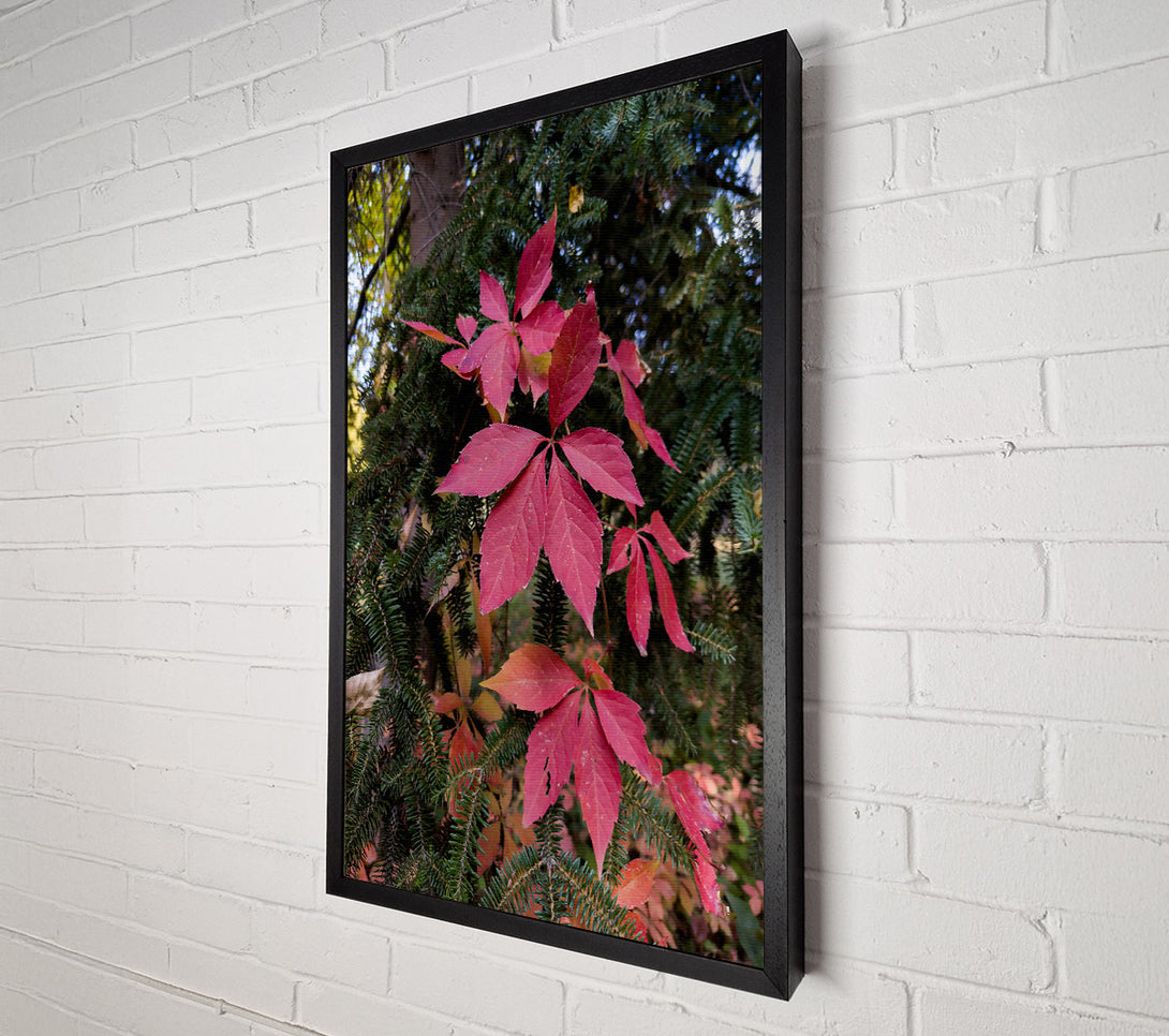  A Canvas Print of Crimson Vines And Spruce Canvas Wall Art
