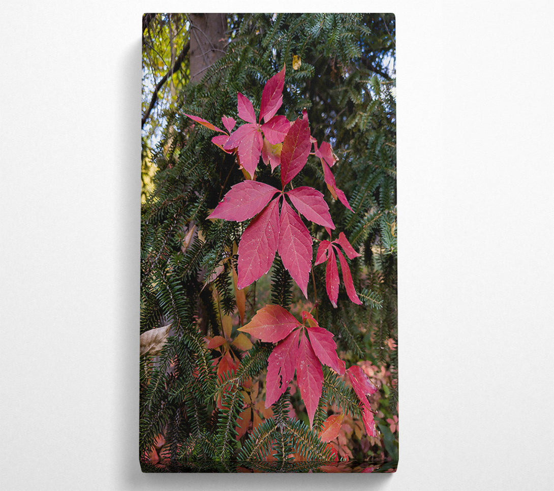  A Canvas Print of Crimson Vines And Spruce Canvas Wall Art