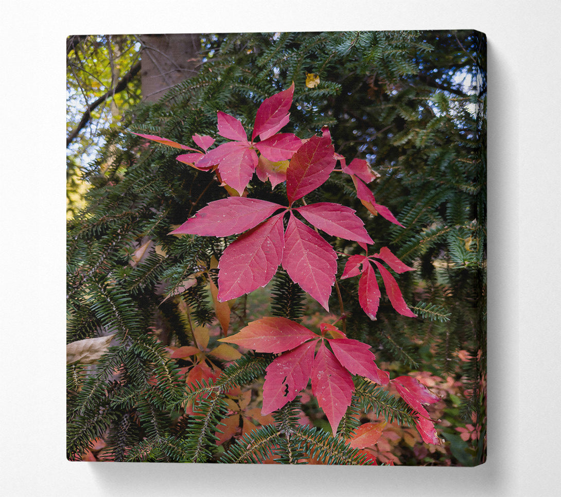  A Canvas Print of Crimson Vines And Spruce Canvas Wall Art