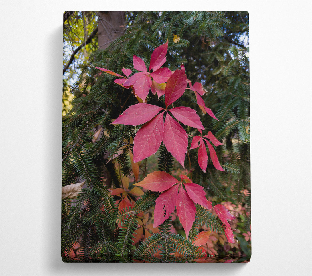  A Canvas Print of Crimson Vines And Spruce Canvas Wall Art