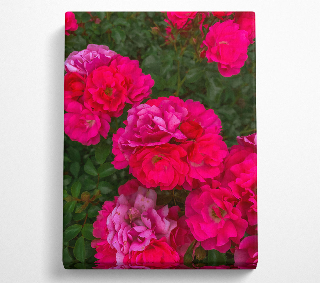  A Canvas Print of Fuchsia Rose Bloom Canvas Art
