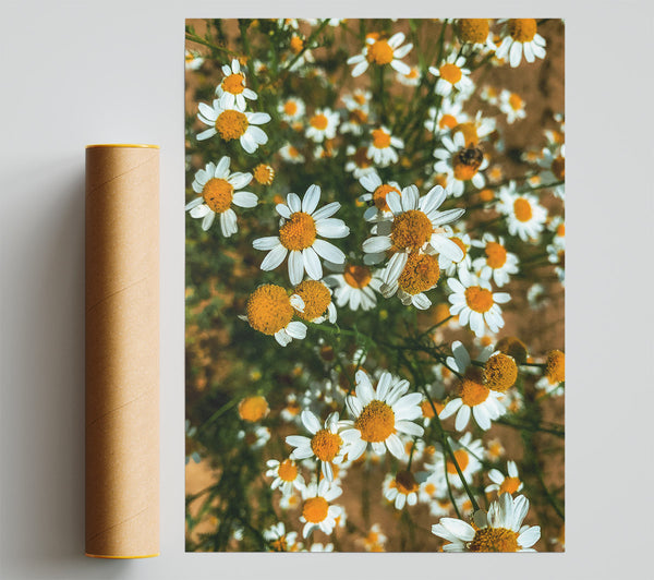 Golden Daisies Bloom Giclee Print