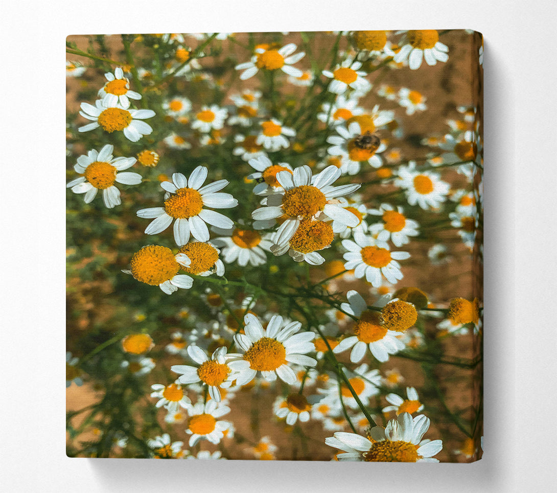  A Canvas Print of Golden Daisies Bloom Canvas Art