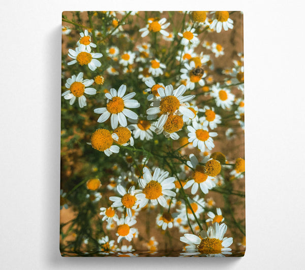 A Canvas Print of Golden Daisies Bloom Canvas Art