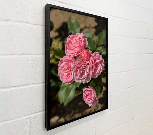 Pink Roses Blooming