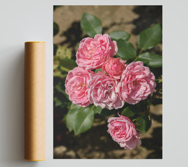 Pink Roses Blooming Print