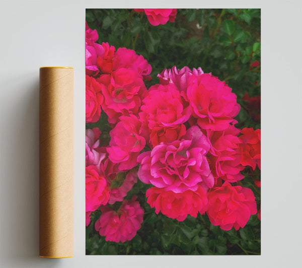 Fuchsia Rose Blooms Print