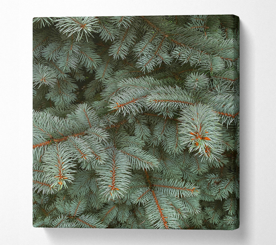  A Canvas Print of Silver Pine Needles Canvas Wall Art