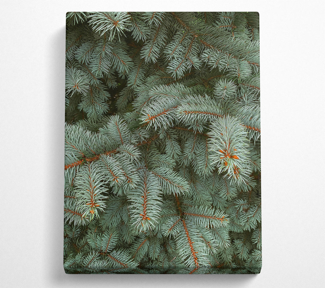  A Canvas Print of Silver Pine Needles Canvas Wall Art
