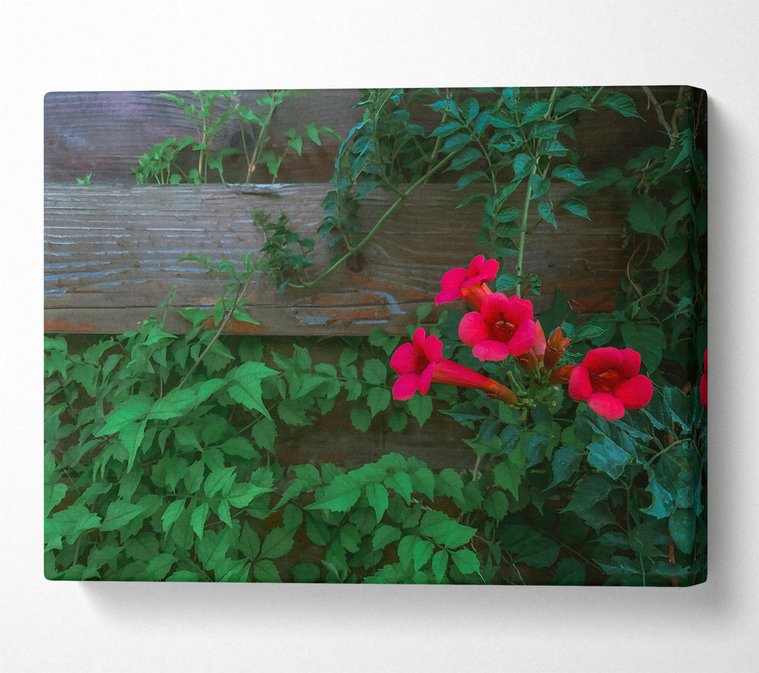  A Canvas Print of Crimson Vines And Wood Canvas Art