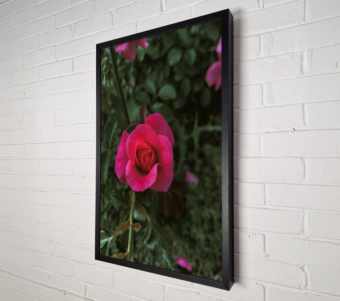  A Canvas Print of Fuchsia Rose Bud Canvas Print