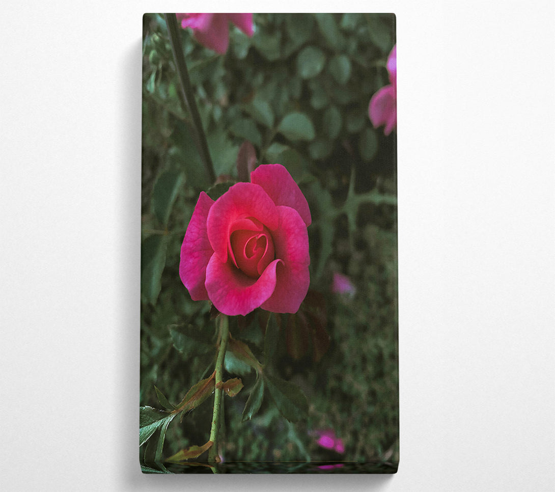  A Canvas Print of Fuchsia Rose Bud Canvas Print