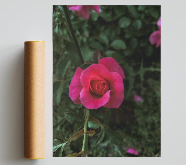 Fuchsia Rose Bud Print