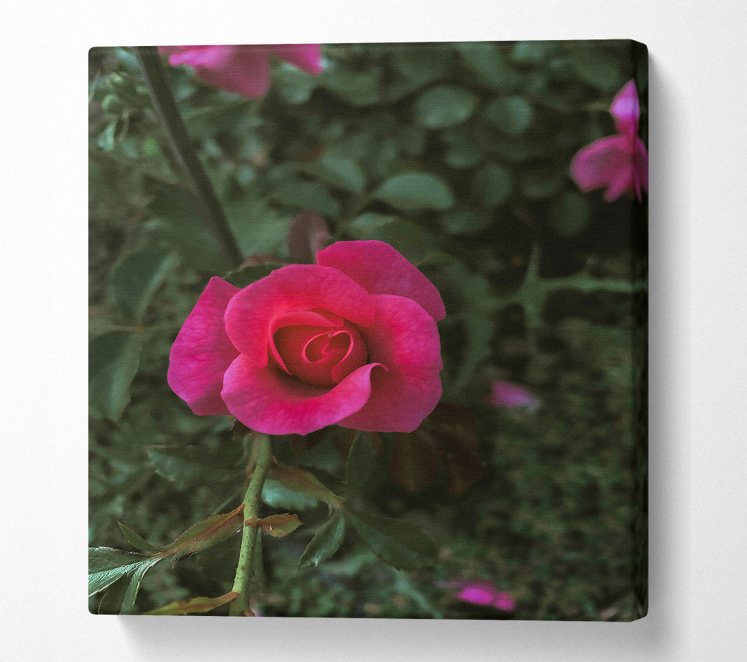  A Canvas Print of Fuchsia Rose Bud Canvas Print