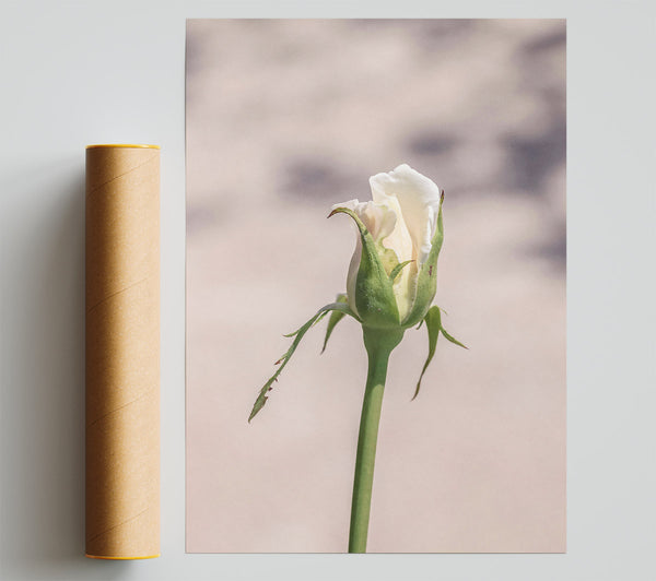 Creamy Rose Bud Print