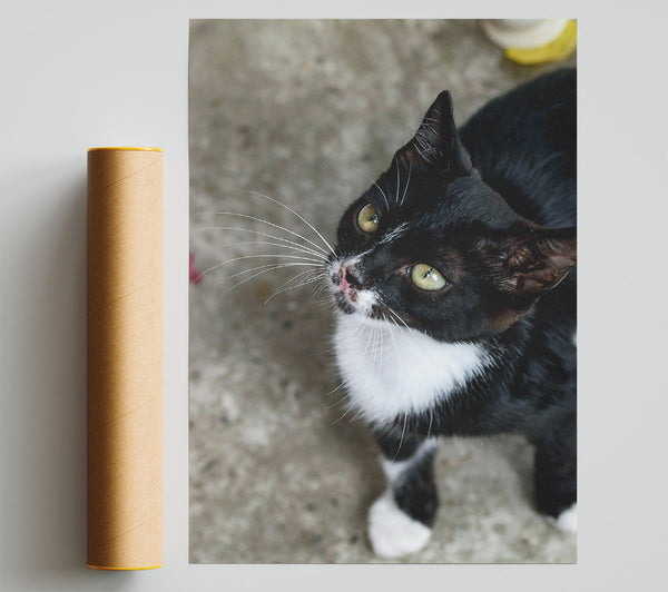 Black Cat With Green Eyes Poster