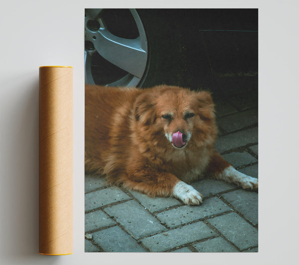 Golden Paw Prints Poster