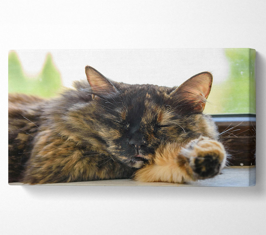  A Canvas Print of Golden Afternoon Slumber Canvas Art