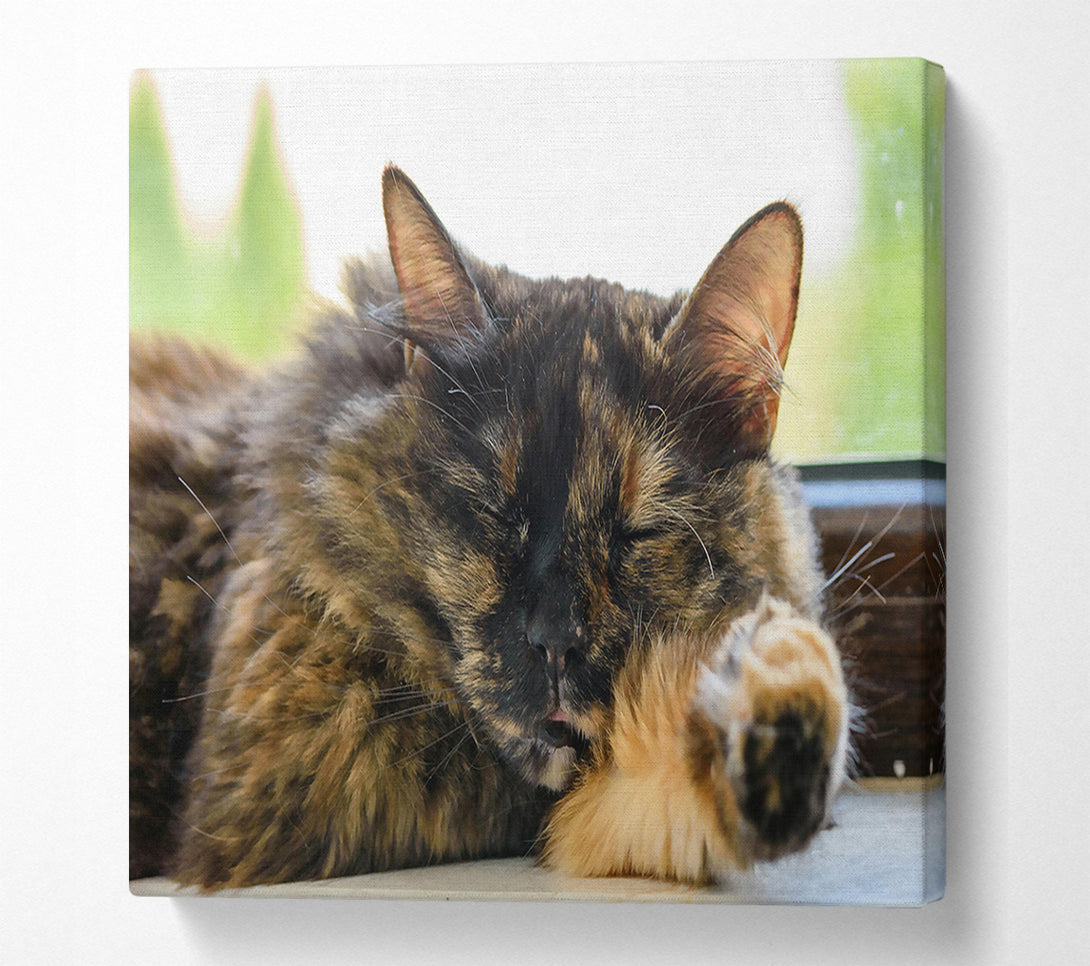  A Canvas Print of Golden Afternoon Slumber Canvas Art