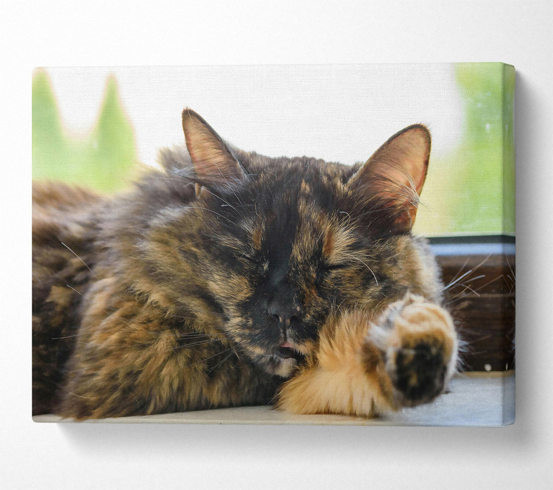  A Canvas Print of Golden Afternoon Slumber Canvas Art