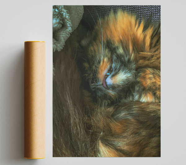 Orange Furry Dreams Print
