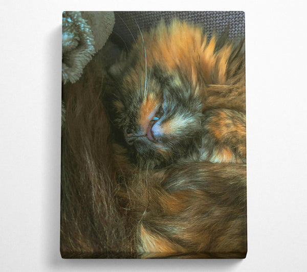  A Canvas Print of Orange Furry Dreams Canvas Print