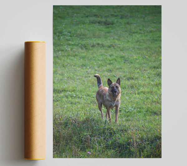 Green Field Watchdog Giclee Print