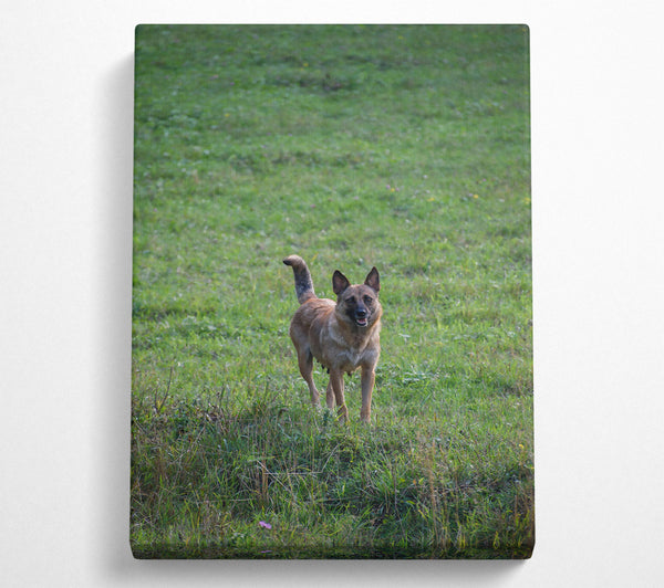  A Canvas Print of Green Field Watchdog Canvas Print