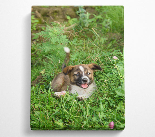  A Canvas Print of Brown Puppy In Green Grass Canvas Print