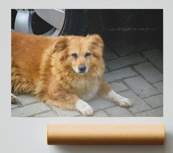 Rusty Dog'S Shadow Giclee Print