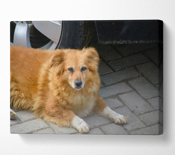  A Canvas Print of Rusty Dog'S Shadow Canvas Wall Art