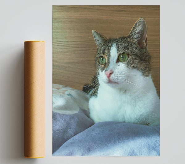 White Cat On Purple Pillow Poster