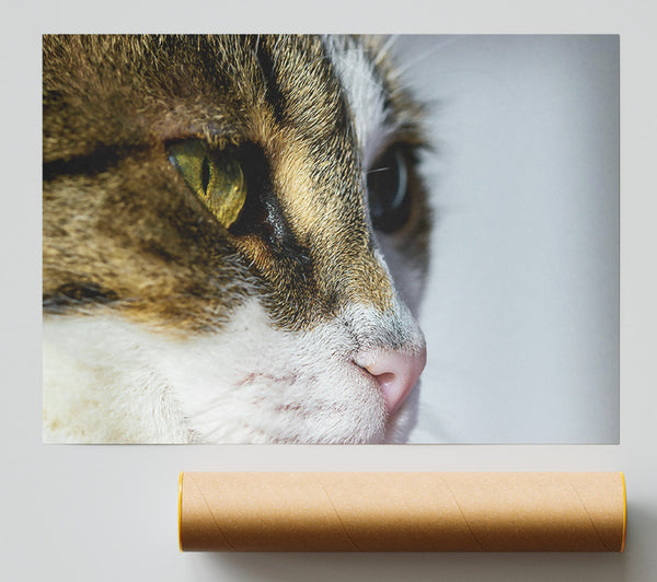 Golden Eye Feline Glance Print