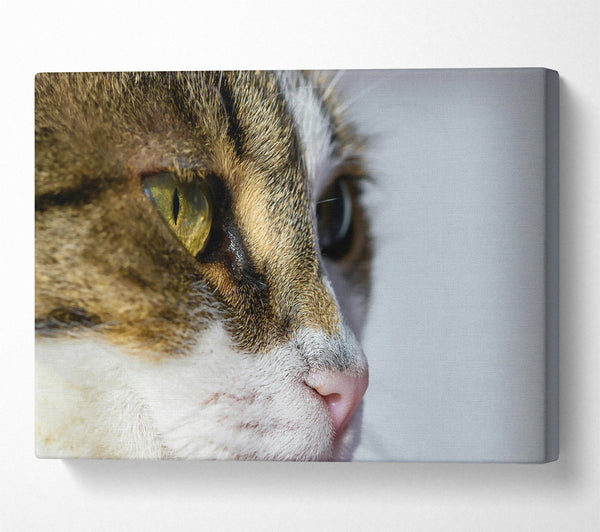  A Canvas Print of Golden Eye Feline Glance Canvas Print