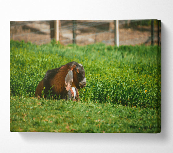  A Canvas Print of Green Pasture Goat Canvas Art