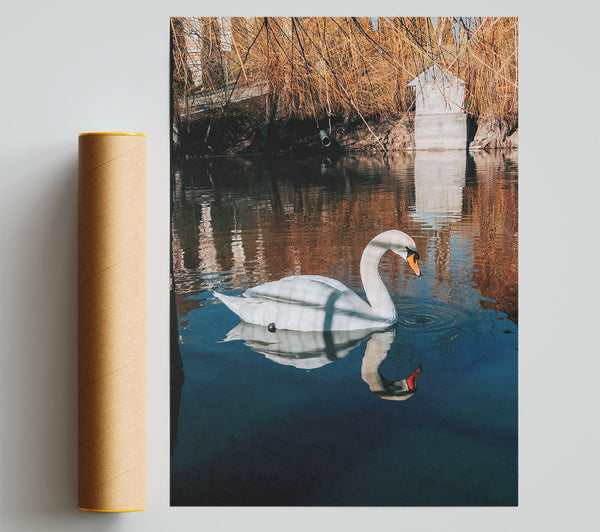 Blue Swan Reflection Print