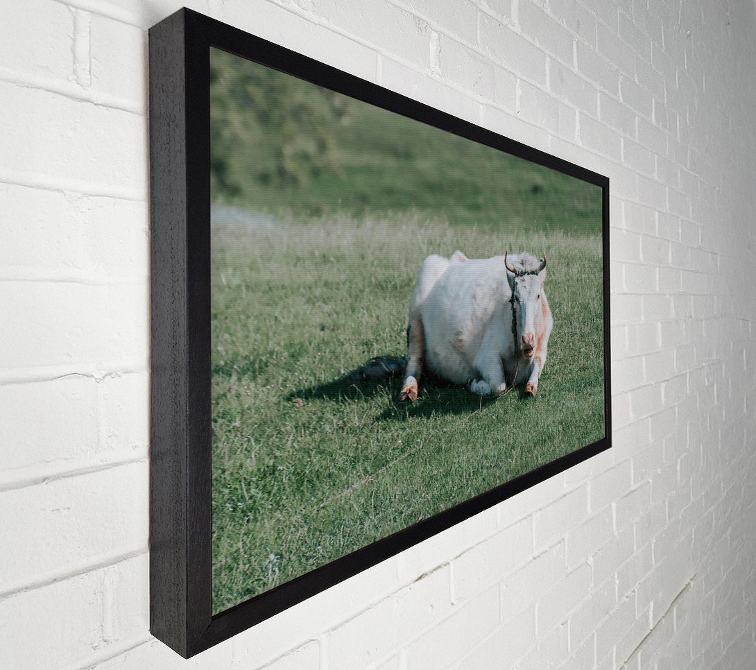  A Canvas Print of White Cow In Meadow Canvas Art