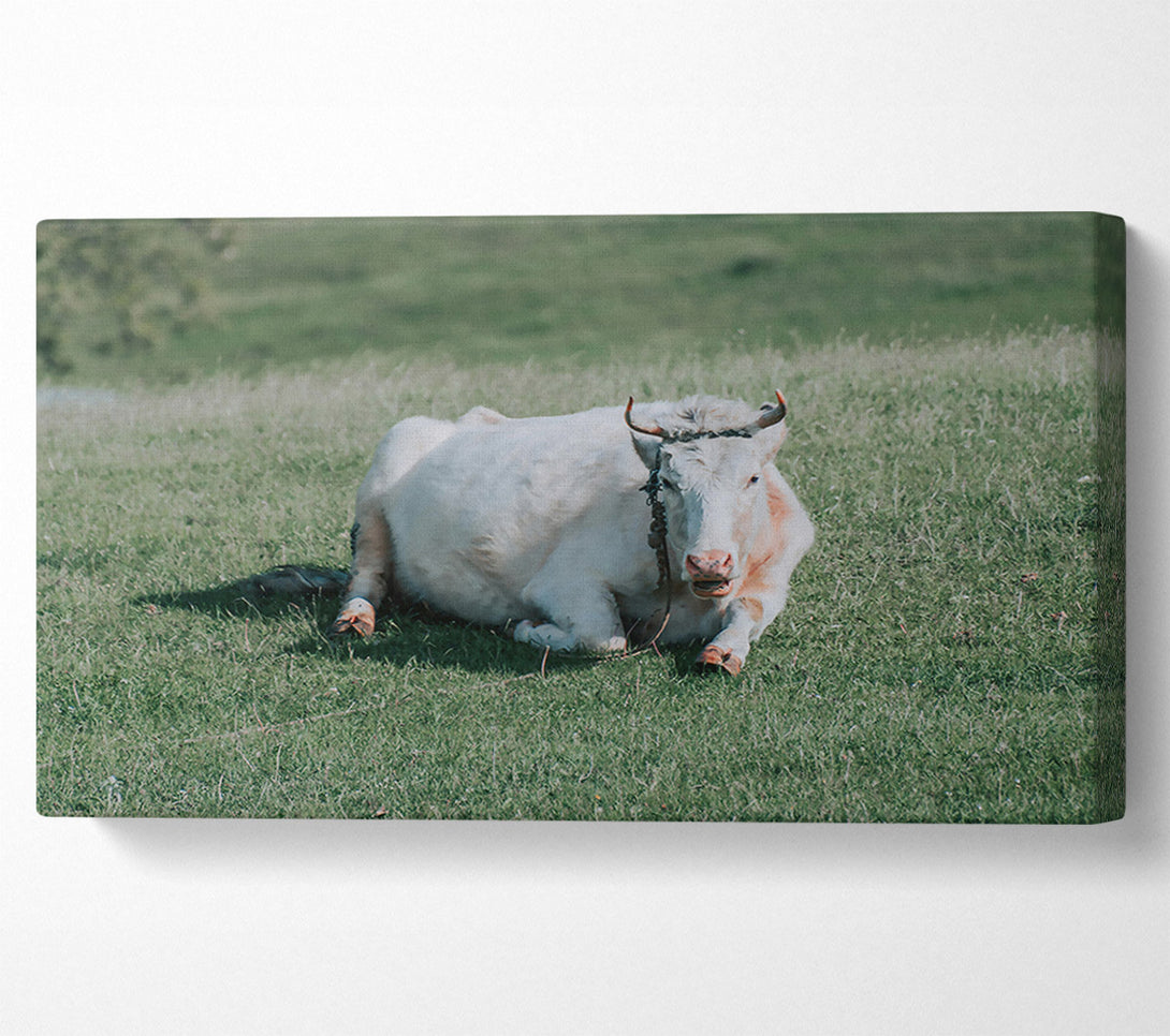  A Canvas Print of White Cow In Meadow Canvas Art